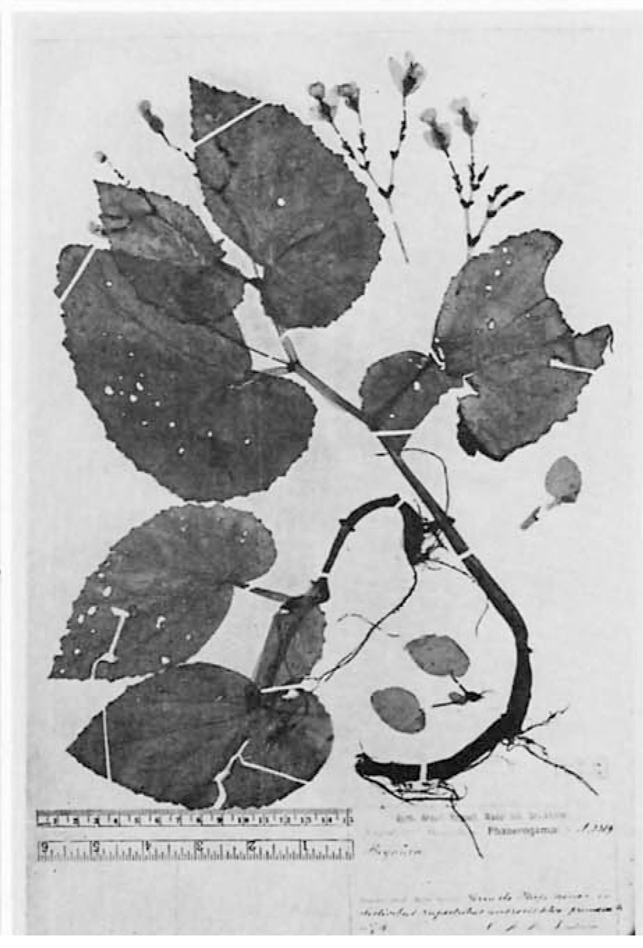 B. lindmanii